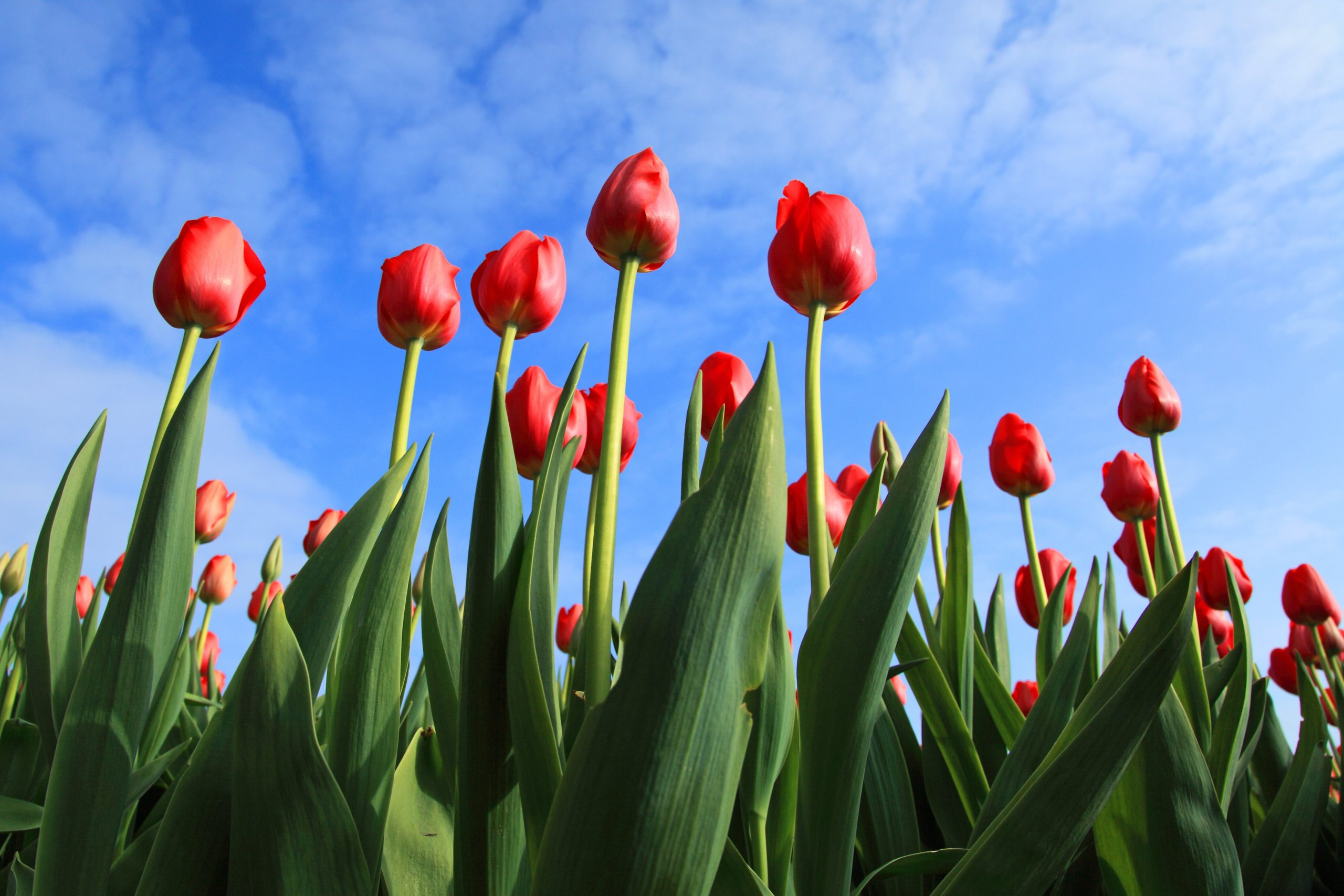 Gerichte marketing voordelen van SABMedia