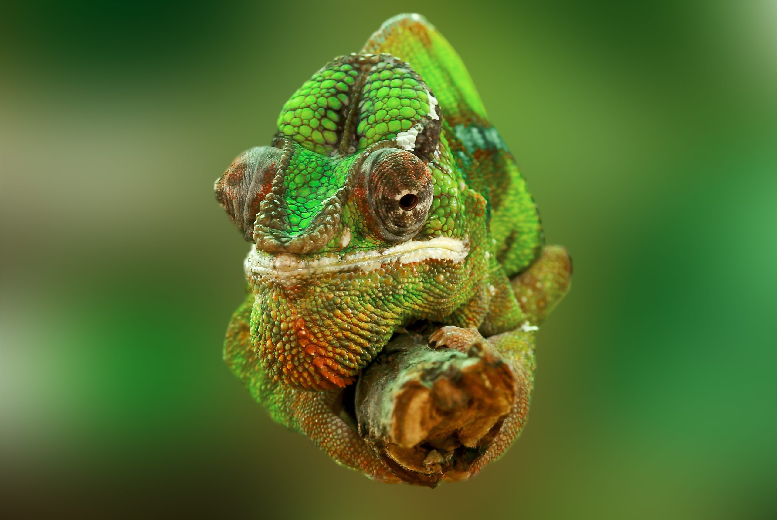 SABMedia past zich als een Kameleon aan
